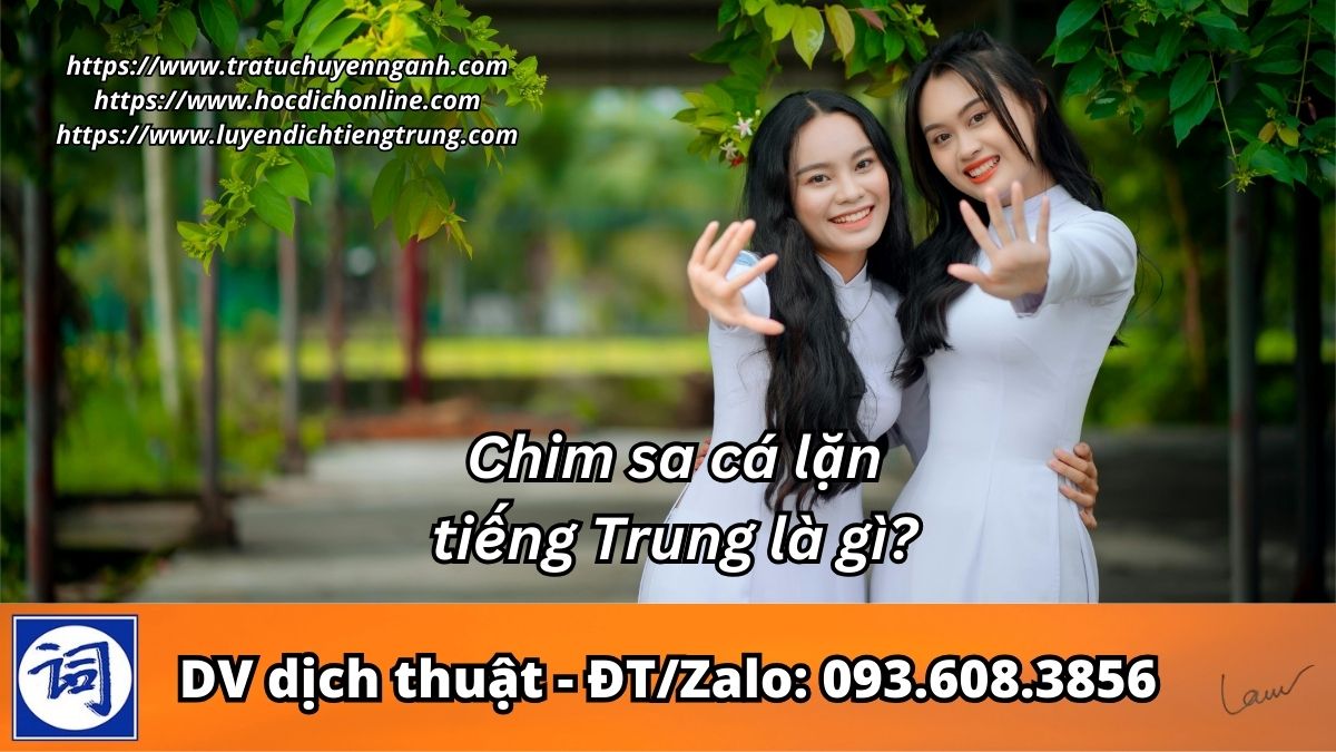 Chim sa cá lặn tiếng Trung là gì?