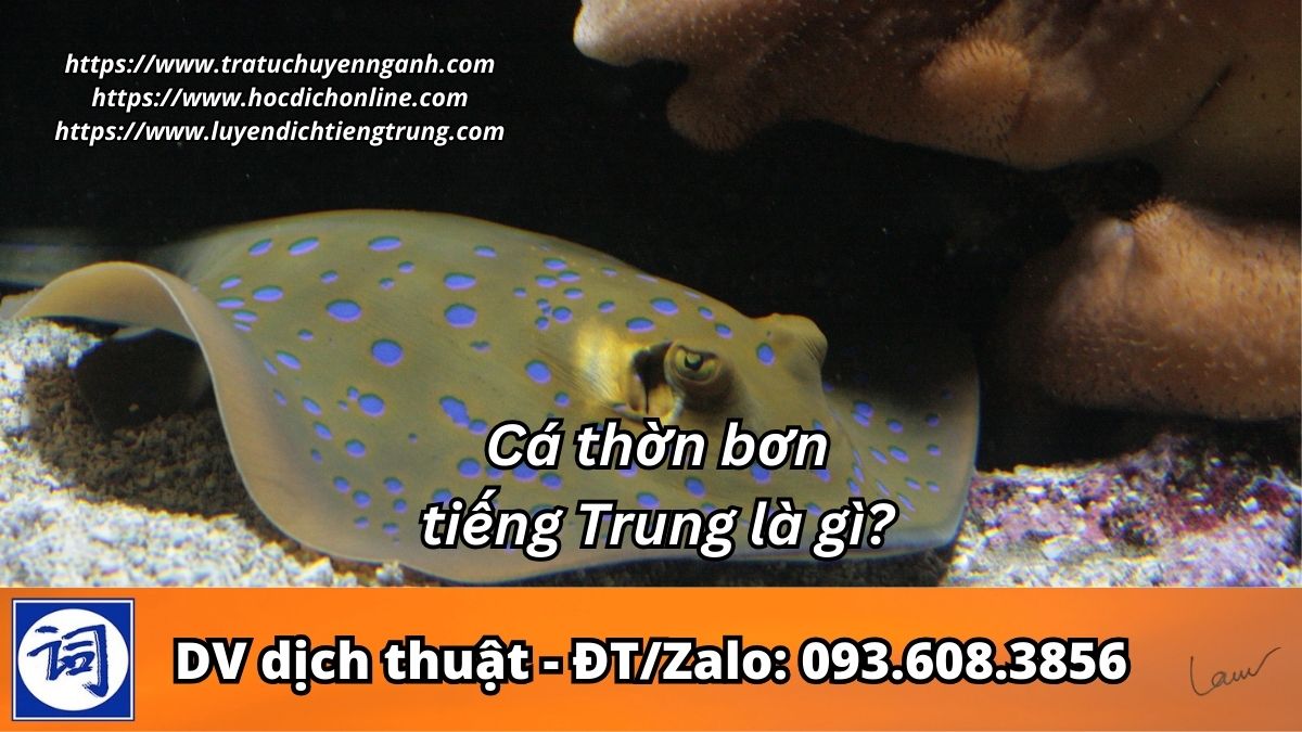 Cá thờn bơn tiếng Trung là gì?