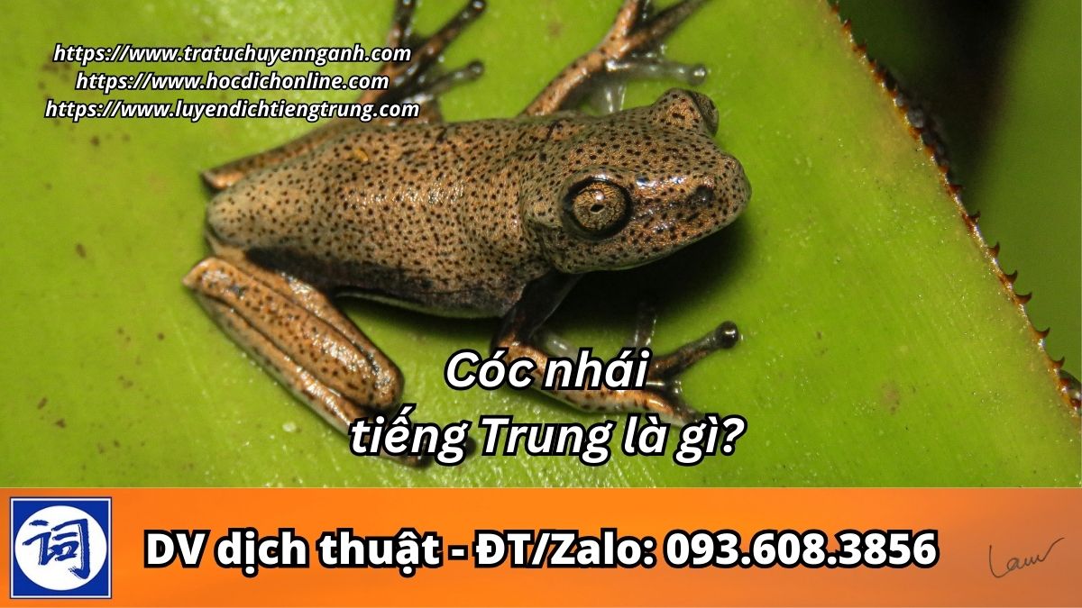 Cóc nhái tiếng Trung là gì?