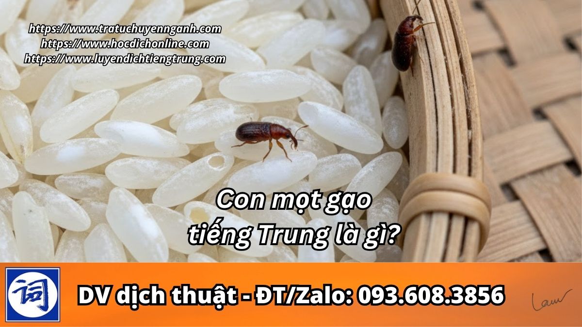 Con mọt gạo tiếng Trung là gì?