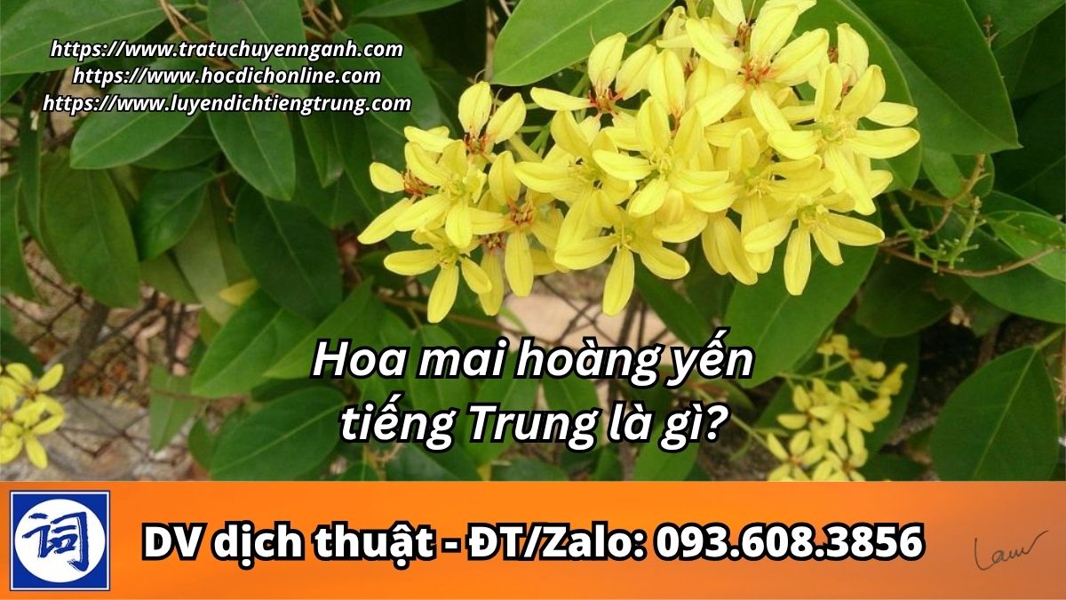 Hoa mai hoàng yến tiếng Trung là gì?