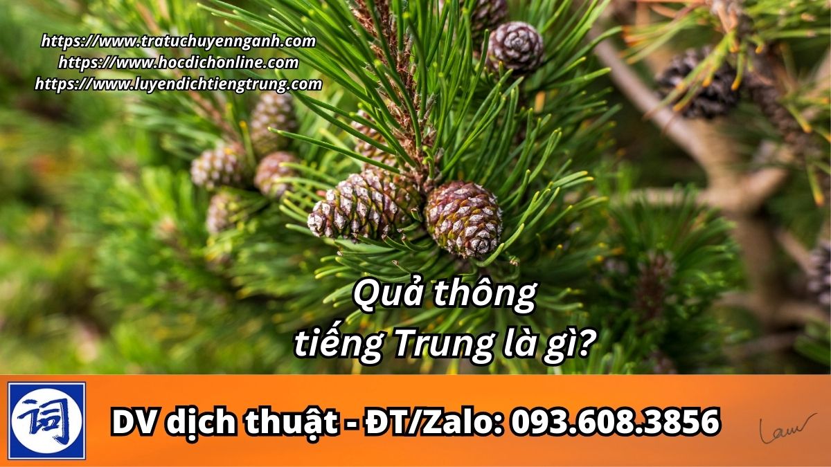 Quả thông tiếng Trung là gì? 2 Quả thông tiếng Trung là gì?