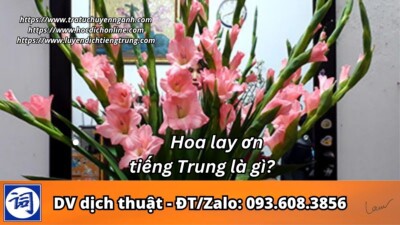 Hoa lay ơn tiếng Trung là gì?