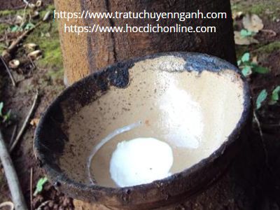 Mủ cao-su tiếng Trung là gì? 7 Mủ cao-su tiếng Trung là gì?