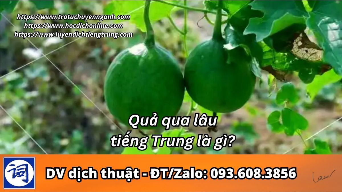 Quả qua lâu tiếng Trung là gì? 2 Quả qua lâu tiếng Trung là gì?