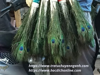 Lông công tiếng Trung là gì?