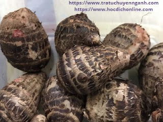 Khoai sọ tiếng Trung là gì?