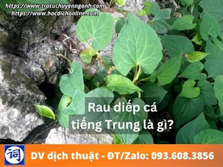 Rau diếp cá tiếng Trung là gì?