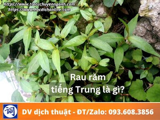 Rau răm tiếng Trung là gì?