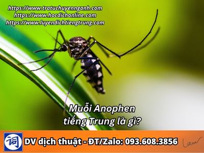 Muỗi Anophen tiếng Trung là gì?