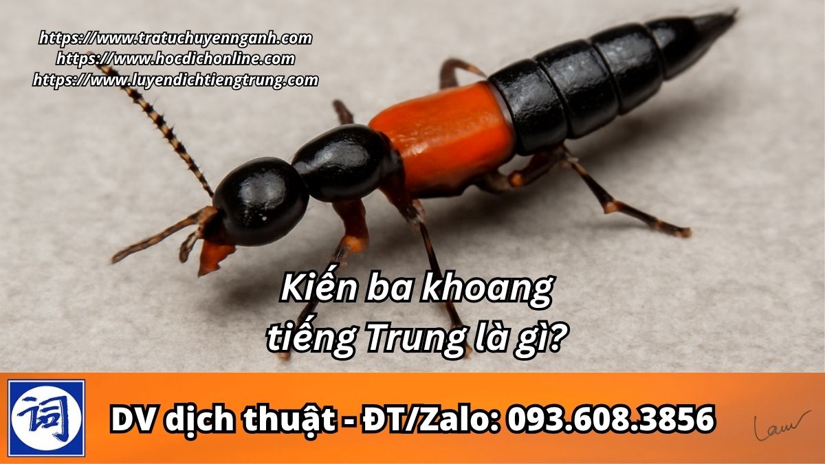 Kiến ba khoang tiếng Trung là gì?