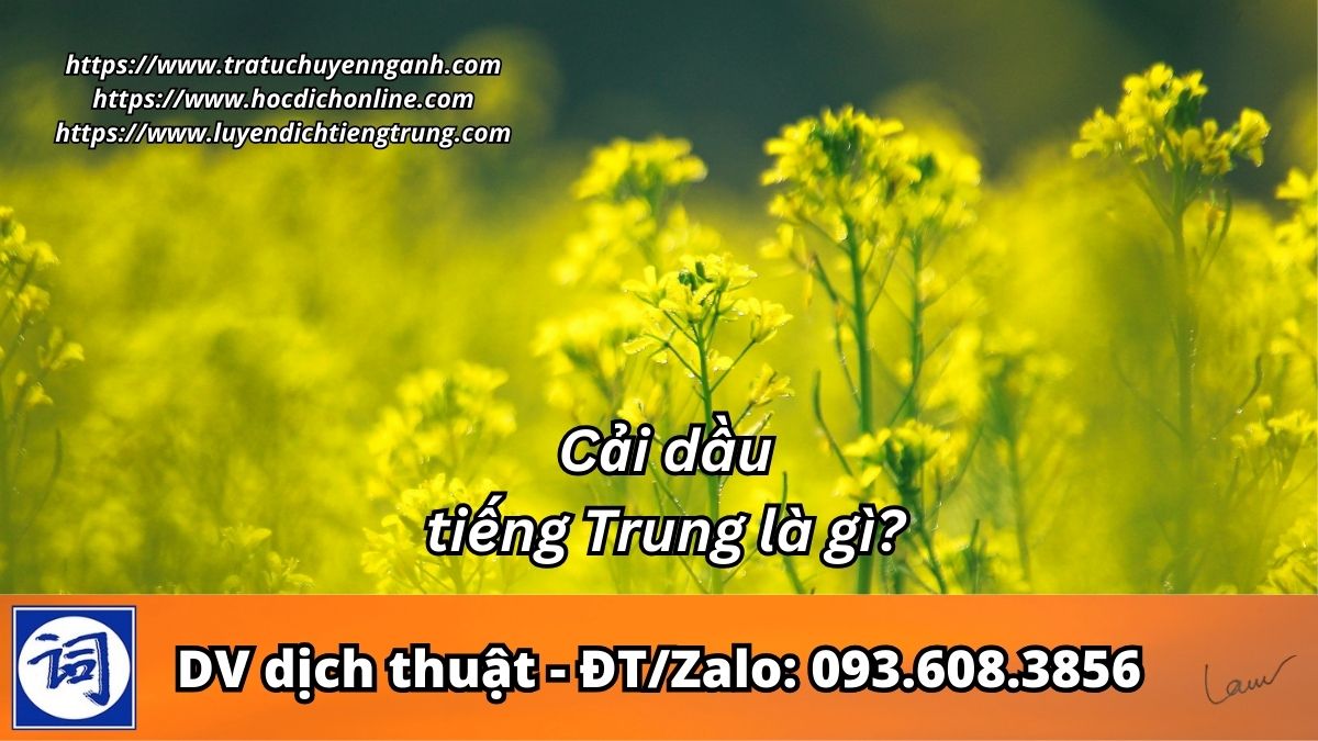 Cải dầu tiếng Trung là gì?
