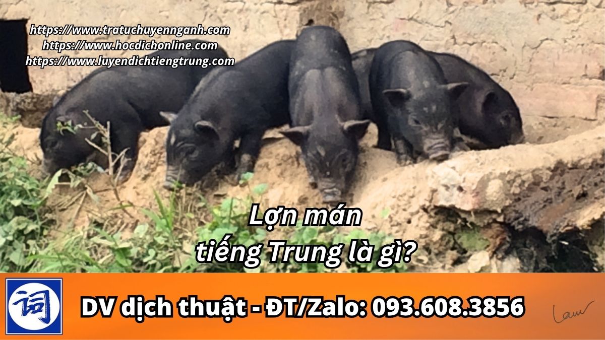Lợn mán tiếng Trung là gì?